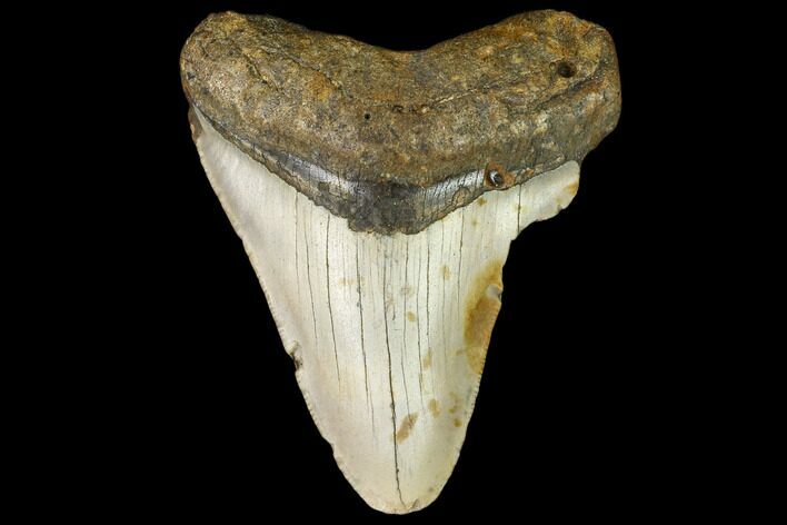 Fossil Megalodon Tooth - North Carolina #109023